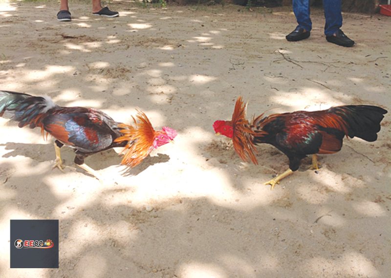 Đá Gà E88 - Hiểu đúng về đá gà trực tuyến
